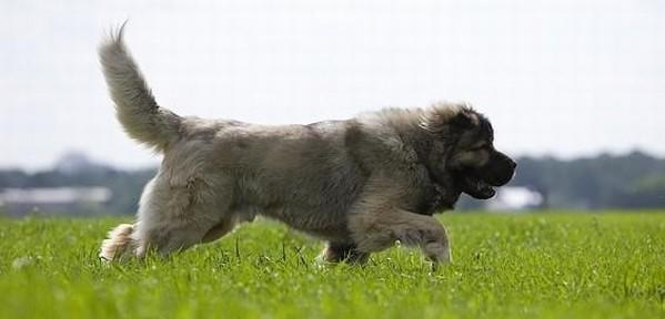高加索犬怀孕判断方法详解（宠物主人必看！掌握这些方法轻松判断高加索犬是否怀孕）