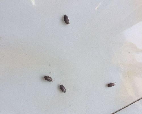 如何判断狗狗是否有寄生虫（掌握这些方法，让宠物健康无忧）