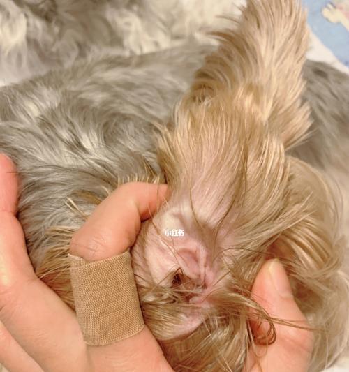 如何清理狗狗的耳垢和耳毛？（掌握清理技巧，让宠物犬的耳朵更健康！）