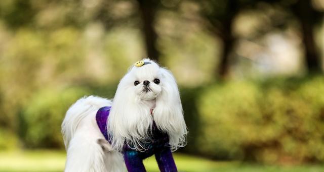 如何清理马尔济斯犬的耳垢？（宠物健康保障，耳朵保洁不能少）