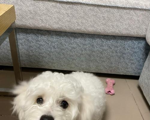 清新狗狗，消除比熊犬臭味的妙招（15个简单有效的祛臭方法，让你的爱犬更健康快乐）