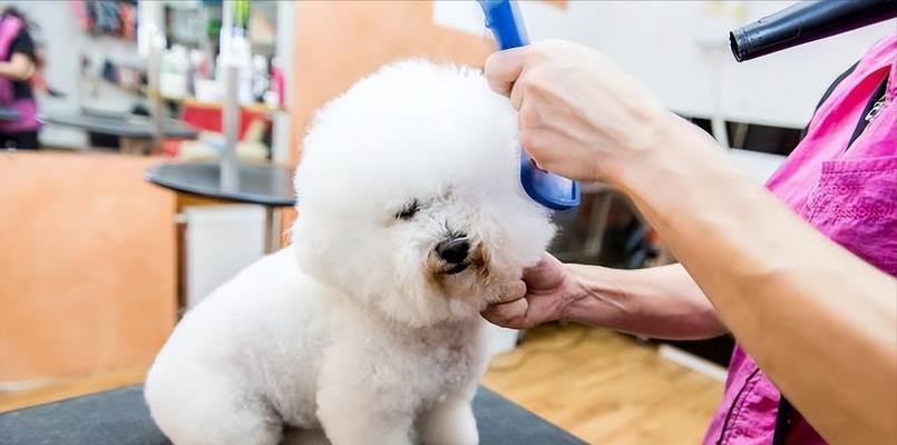 让比熊犬快速适应新环境的秘诀（以宠物为主，掌握15个小技巧让比熊犬轻松融入新家庭）