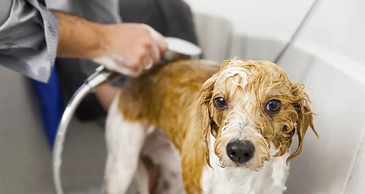 让宠物狗狗喜欢洗澡的秘诀（如何让狗狗爱洗澡？15个小技巧帮你轻松解决！）
