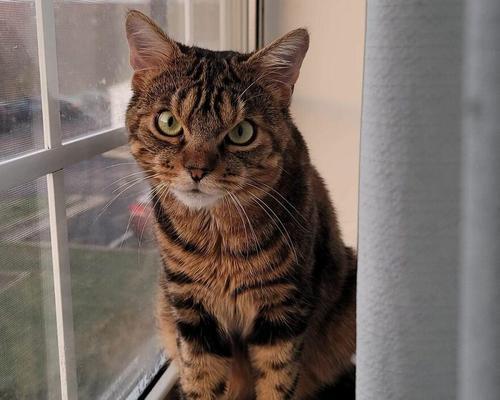 如何平静愤怒的宠物猫咪（有效的方法和技巧）