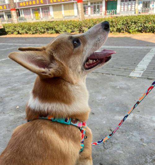 让攻击性幼犬改掉恶习的方法（从宠物培养、训练、环境、饮食等多方面着手）