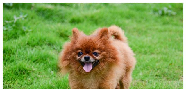 让攻击性幼犬改掉恶习的方法（从宠物培养、训练、环境、饮食等多方面着手）