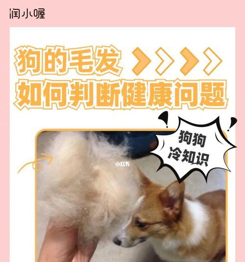 让你的宠物犬毛发更加亮丽（如何让狗狗的毛发变得更加健康和亮丽）