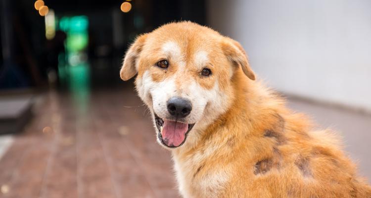 让你的宠物犬毛发更加亮丽（如何让狗狗的毛发变得更加健康和亮丽）
