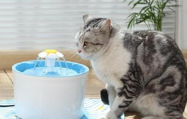让宠物猫多喝水，健康更重要（如何让猫咪每天喝足水，养成良好的饮水习惯）