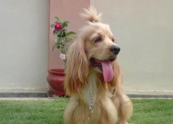 如何让你的可卡犬安静下来（培养宠物的好习惯，让生活更加美好）