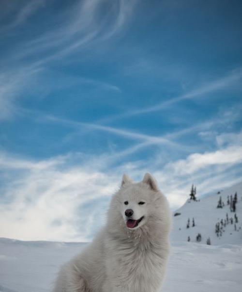 如何让萨摩耶犬爱上游泳？（培养萨摩耶犬游泳兴趣的有效方法）