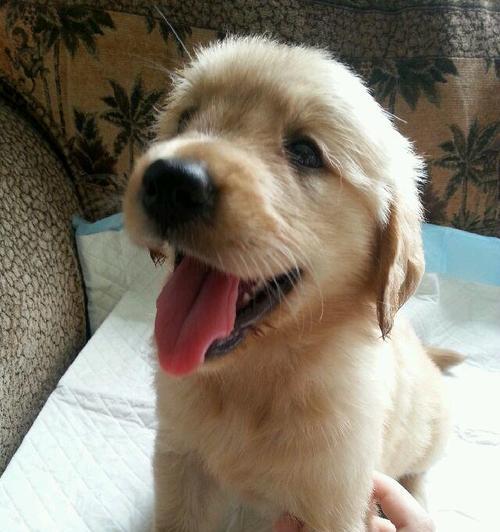 如何饲养断奶后的金毛幼犬（宠爱有方，让小金毛健康成长）