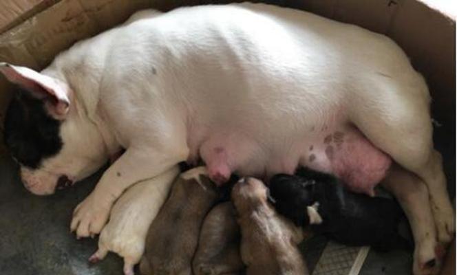 如何喂养还未断奶的斗牛犬（宠物养护必备，宝宝斗牛犬的喂养全攻略）