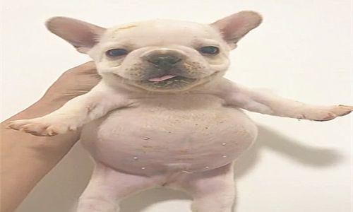 如何喂养还未断奶的斗牛犬（宠物养护必备，宝宝斗牛犬的喂养全攻略）