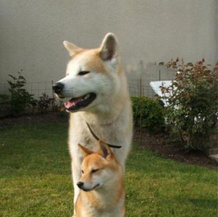 秋田犬争斗如何消除（打造和谐的宠物之家，让秋田犬和睦相处）