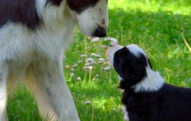 如何训练边境牧羊犬的大小便问题（以宠物为主，掌握正确方法）