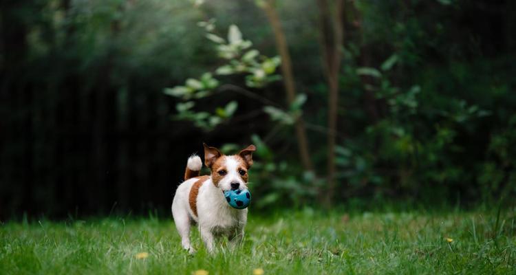 培养宠物狗狗的注意力（如何训练狗狗专注？）