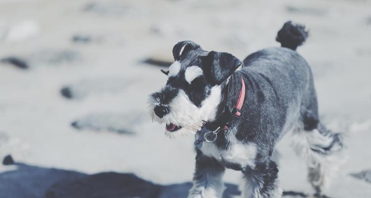 训练宠物犬趴下或躺下的技巧（打造乖巧可爱的宠物犬）