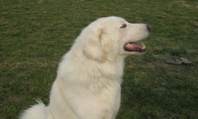 如何训练大白熊犬适应噪音？（从宠物到家庭成员的转变、训练方法与技巧、带来美好的生活体验）