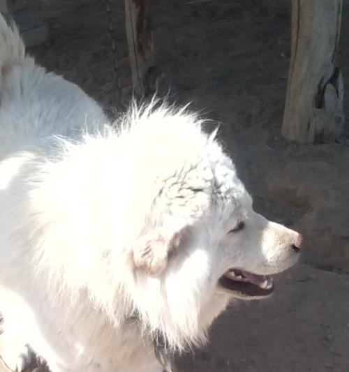 如何训练大白熊犬适应噪音？（从宠物到家庭成员的转变、训练方法与技巧、带来美好的生活体验）