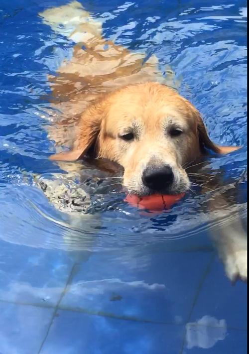 训练你的宠物成为游泳健将（如何让你的狗狗成为游泳高手）