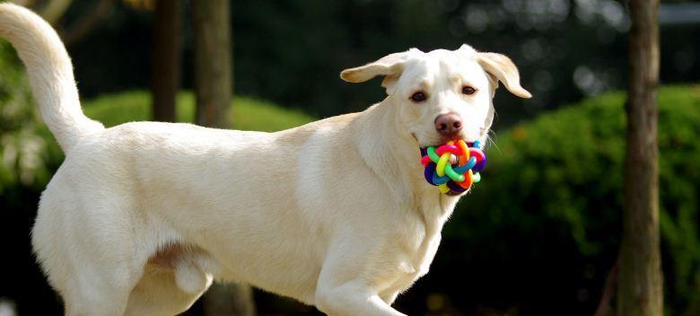 如何训练狗狗适应新环境（从宠物到新家，如何让狗狗适应？）