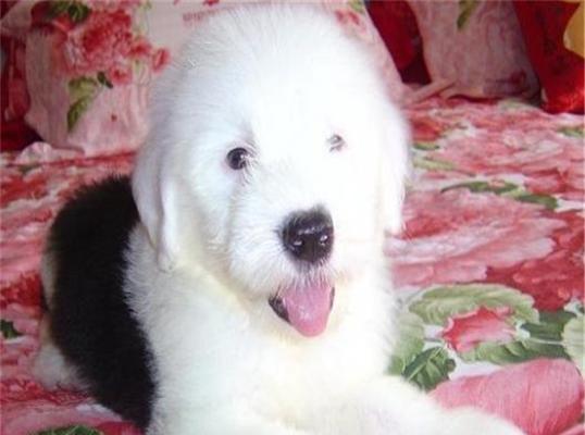 如何训练古代牧羊犬上厕所（让宠物爱上正确的生活习惯）