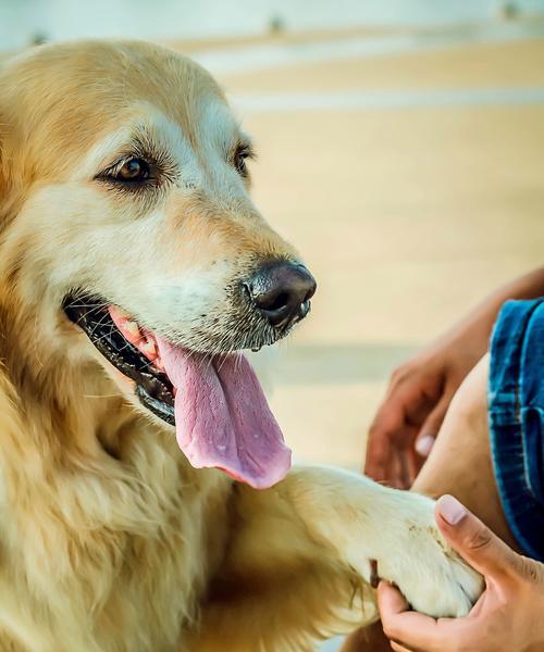 如何训练金毛犬外界视野蹲坐（有效的训练方法和技巧，让你的宠物更健康、更自信）