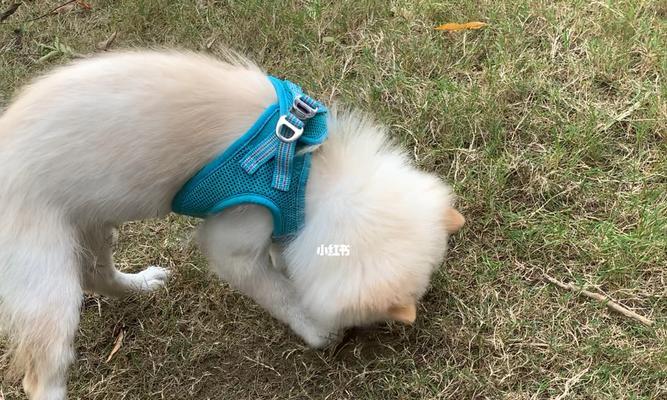 训练宠物狗不乱挖洞的技巧（教你如何让狗狗变成乖乖宝，摆脱乱挖洞烦恼）