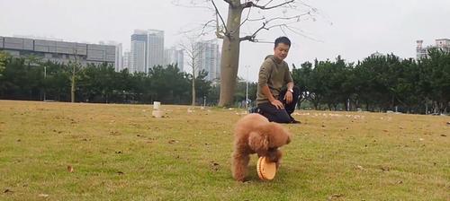 如何训练狗狗学会叼东西？（从基础训练到高级技巧，让宠物成为聪明的玩具搬运工！）