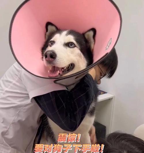 如何养护绝育手术后的宠物狗？（关爱你的宠物，让它更健康幸福！）