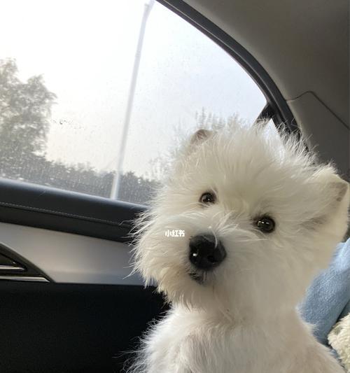 以宠物为主，让你的西高地白梗皮肤健康亮丽（以宠物为主，让你的西高地白梗皮肤健康亮丽）
