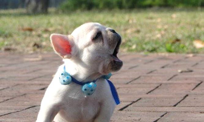 如何预防斗牛犬中毒和撞车（宠物安全攻略，保障爱宠安全出行）