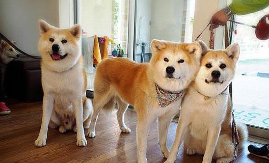 预防秋田犬食物中毒（宠物饮食安全，从我做起）