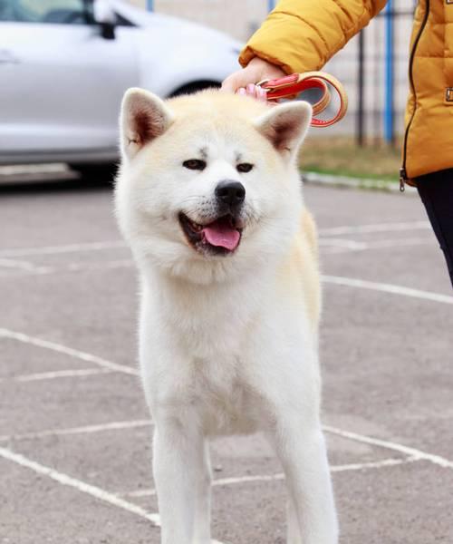 预防秋田犬食物中毒（宠物饮食安全，从我做起）