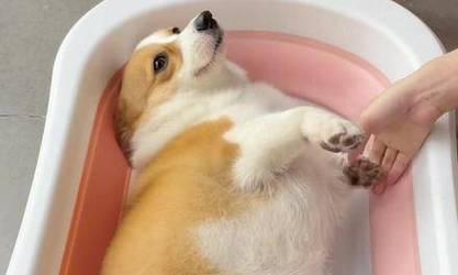 如何在家为宠物洗澡（一步步教你在家为爱犬洗澡，省钱又方便）