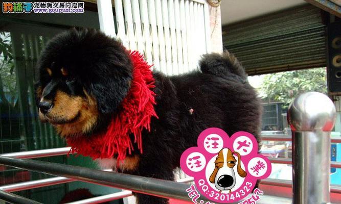 如何照顾刚出生的藏獒幼犬？（全面指南教你轻松做个好爸妈，让小獒健康成长。）