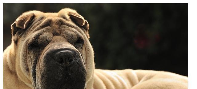 如何照顾刚出生的沙皮幼犬？（宠物主人必读，详解照顾刚出生沙皮幼犬的方法）