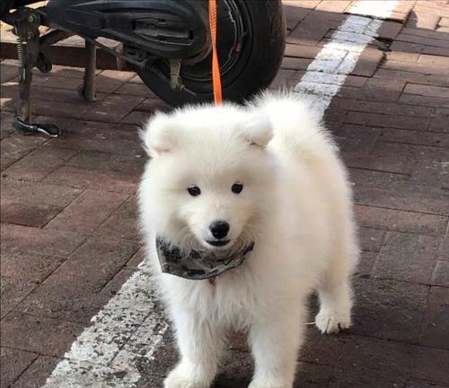 萨摩幼犬的照顾指南（宠物爱好者必备，全面了解萨摩幼犬的养护知识）
