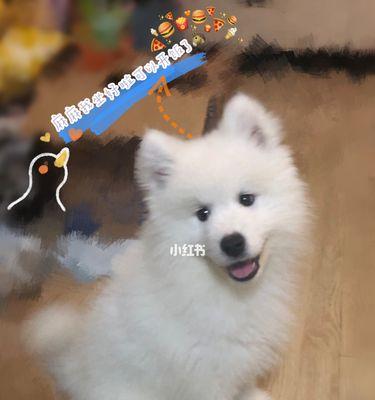 萨摩幼犬的照顾指南（宠物爱好者必备，全面了解萨摩幼犬的养护知识）