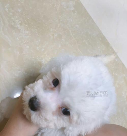 如何照料刚出生的比熊幼犬（宠物爱好者必看，全面指南）