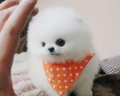 如何照料刚出生的博美幼犬（宠物狗的新生命需要特别照顾）