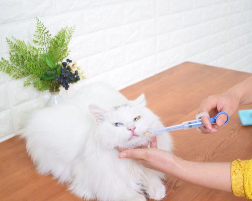 如何安全正确给宠物猫咪喂药（掌握技巧给爱宠安全用药）