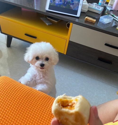 如何正确帮比熊犬洗脚？（宠物爱干净，你的正确护理是最重要的）