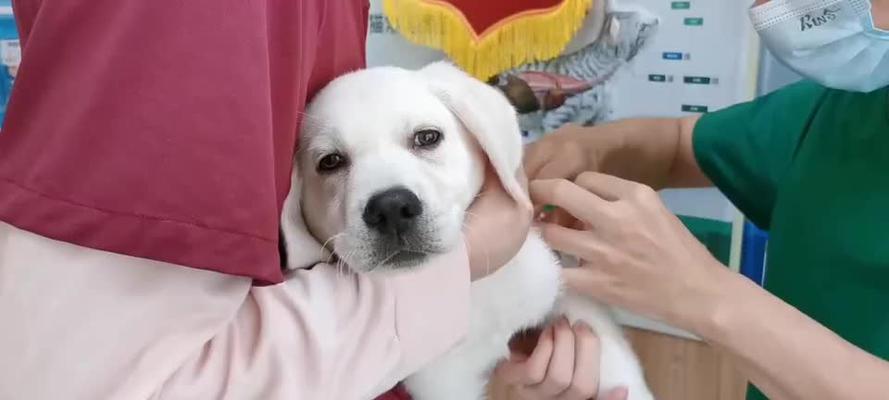 正确给宠物狗狗吃药或打针的技巧（用药和打针前的准备工作）