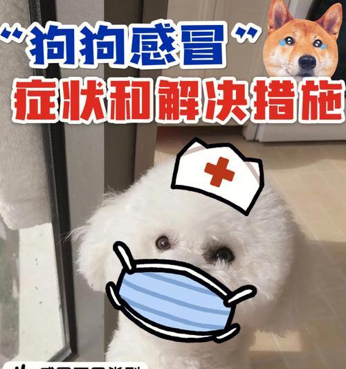 如何判断狗狗是否感冒？（从身体状况到行为表现，全方位了解狗狗的感冒症状）