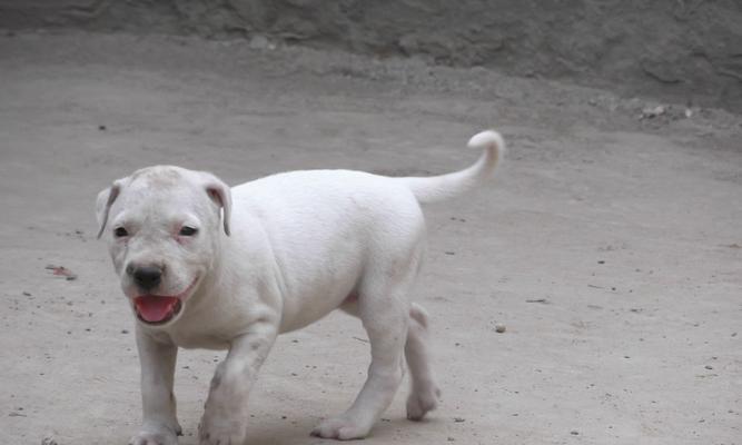 比特犬保健全攻略（如何让您的比特犬健康活力）