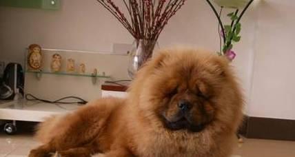 松狮犬的全面健康保养（宠物犬饲养全攻略，从喂养到运动，细致呵护）