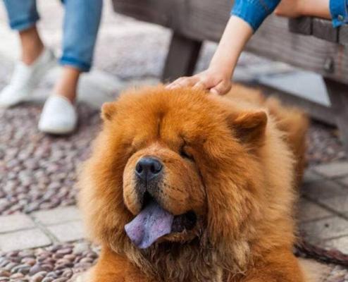松狮犬的全面健康保养（宠物犬饲养全攻略，从喂养到运动，细致呵护）