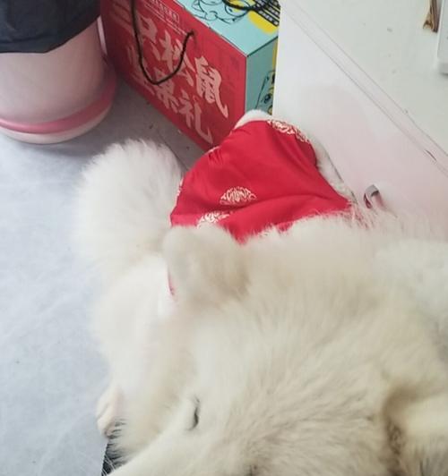 如何正确护理萨摩耶狗狗的毛发（-萨摩耶、毛发护理、宠物）